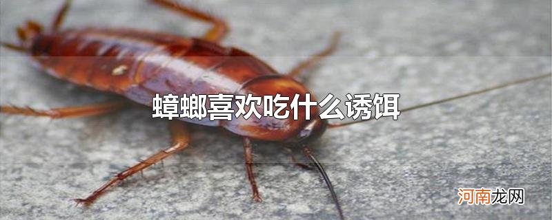 蟑螂喜欢吃什么诱饵