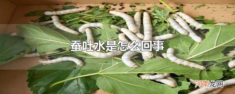 蚕吐水是怎么回事