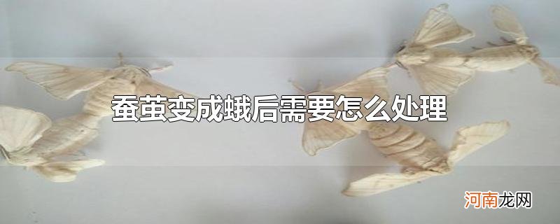 蚕茧变成蛾后需要怎么处理