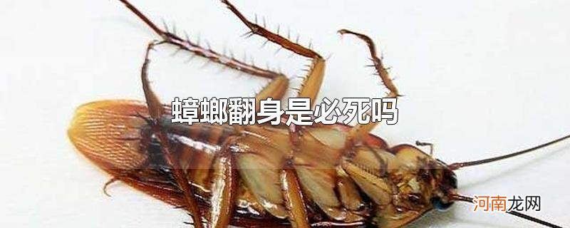 蟑螂翻身是必死吗