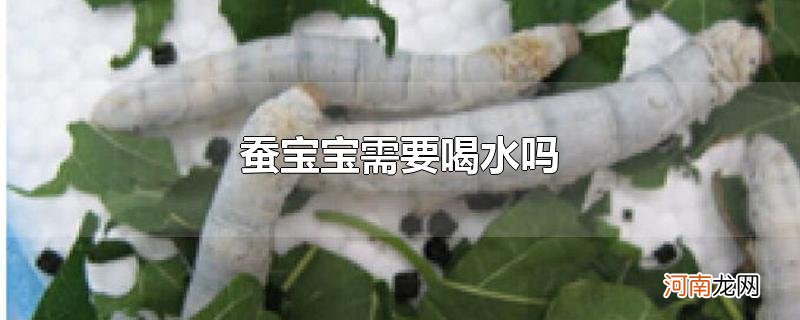 蚕宝宝需要喝水吗