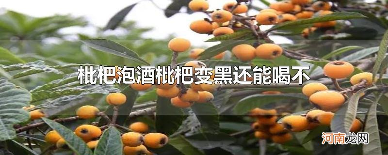 枇杷泡酒枇杷变黑还能喝不