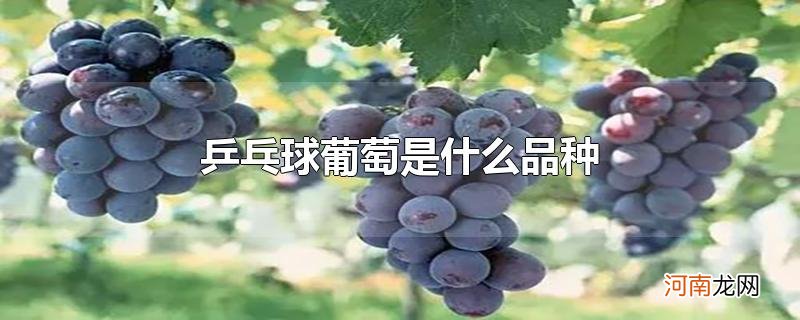 乒乓球葡萄是什么品种