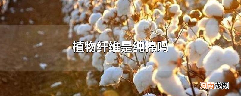 植物纤维是纯棉吗