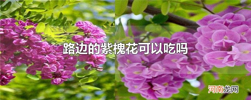 路边的紫槐花可以吃吗