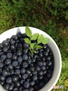 食用蓝莓注意三点 蓝莓的4大营养价值