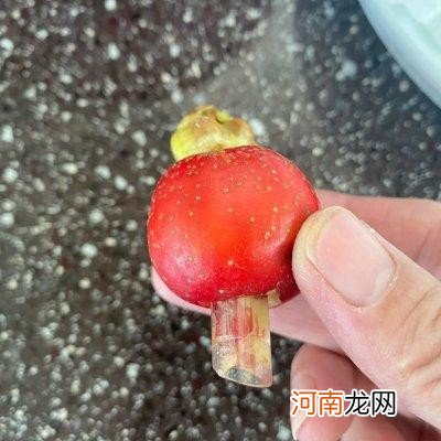 吃过这顿山楂罐头才算吃过美味 自制山楂罐头的做法