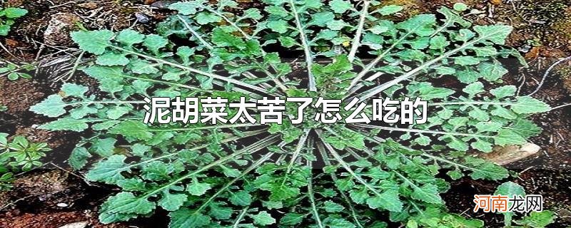 泥胡菜太苦了怎么吃的