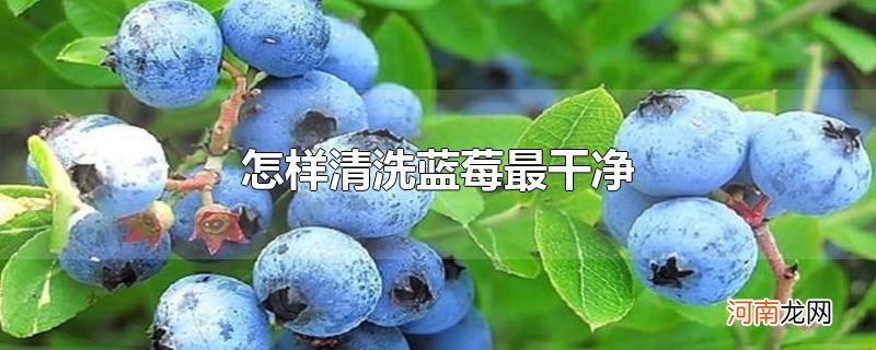 怎样清洗蓝莓最干净