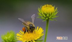 蜜蜂蛰的家常处理办法 被蜂子蛰了肿了怎么办