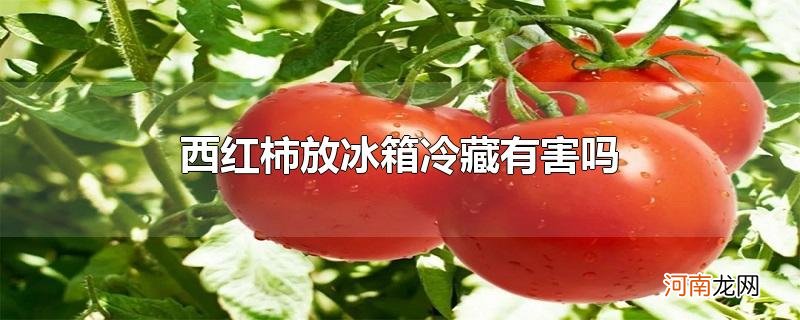 西红柿放冰箱冷藏有害吗