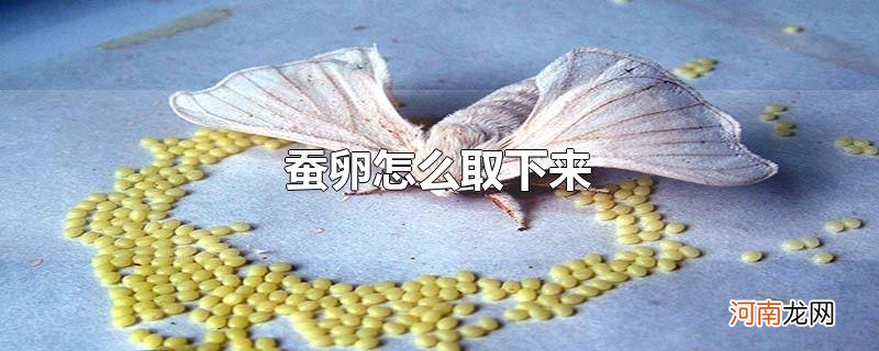 蚕卵怎么取下来