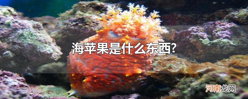 海苹果是什么东西?