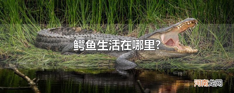 鳄鱼生活在哪里?