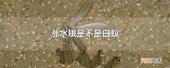 涨水蛾是不是白蚁