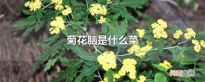 菊花脑是什么菜