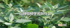 山辣椒秧学名叫什么