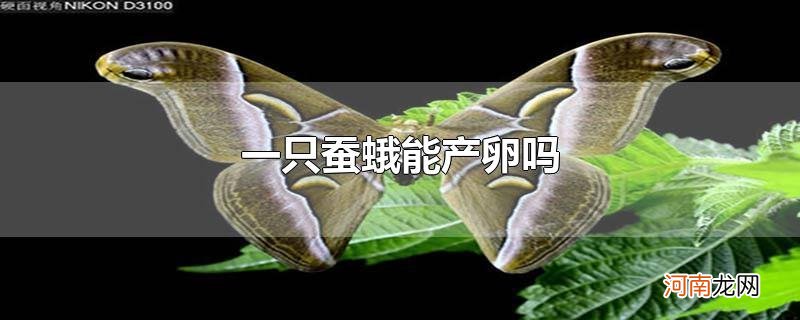 一只蚕蛾能产卵吗