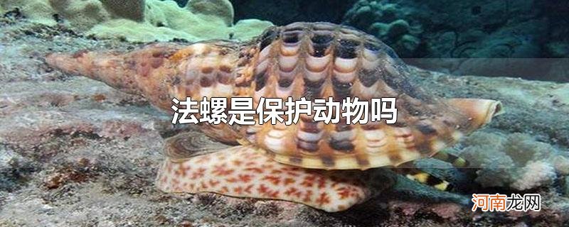 法螺是保护动物吗