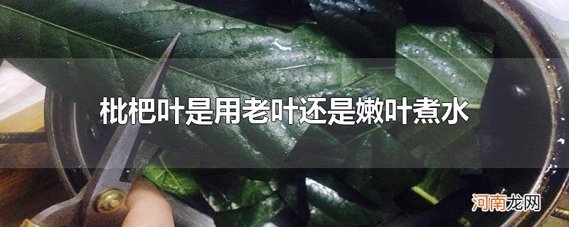 枇杷叶是用老叶还是嫩叶煮水