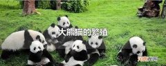 大熊猫的繁殖