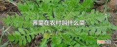 荠菜在农村叫什么菜