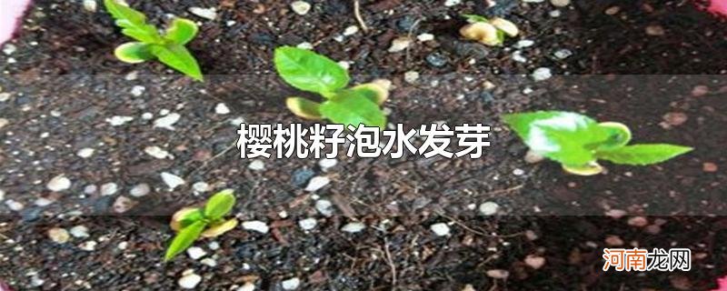 樱桃籽泡水发芽