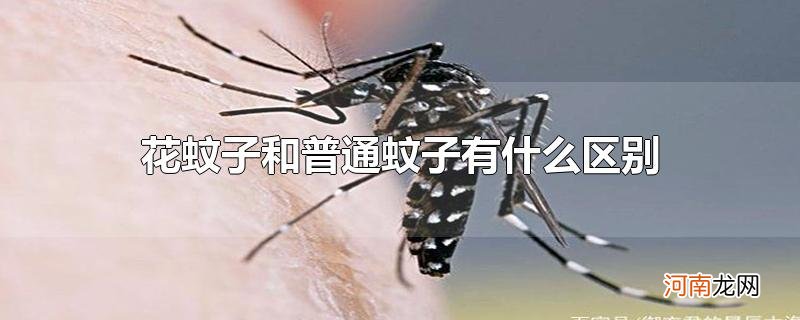 花蚊子和普通蚊子有什么区别