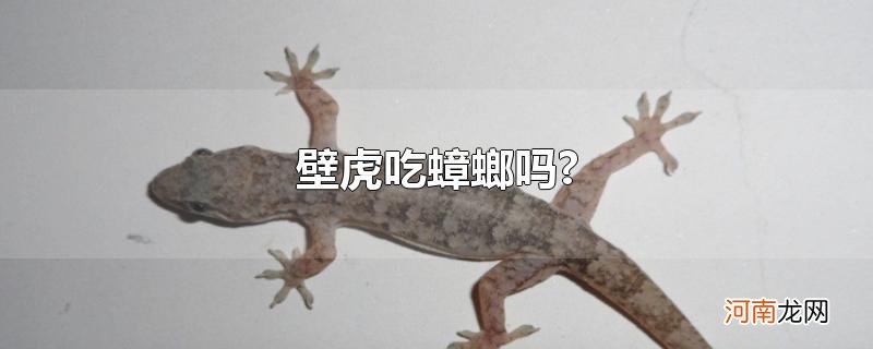 壁虎吃蟑螂吗?