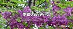 紫色槐花能吃吗?