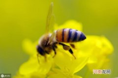养蜂人管理蜂群的一些规划 蜜蜂有哪些习性和喜好