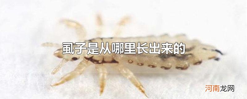 虱子是从哪里长出来的