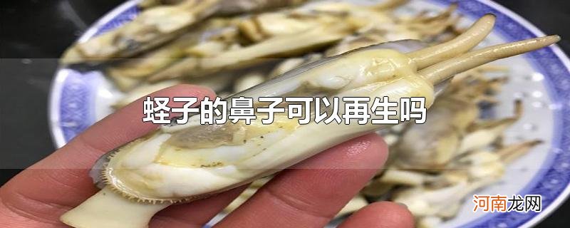 蛏子的鼻子可以再生吗