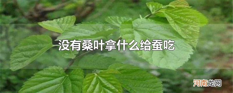 没有桑叶拿什么给蚕吃