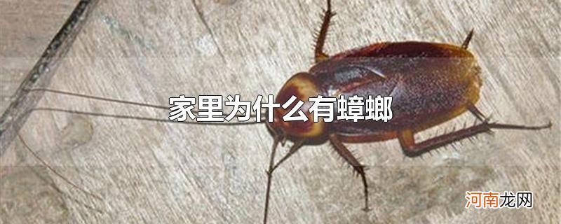 家里为什么有蟑螂