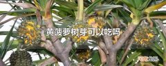 黄菠萝树芽可以吃吗