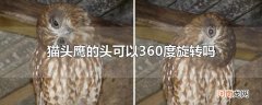 猫头鹰的头可以360度旋转吗