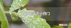 白粉虱消灭小窍门