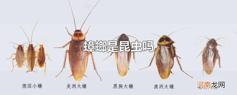 蟑螂是昆虫吗