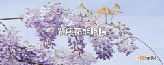 紫藤花能吃吗