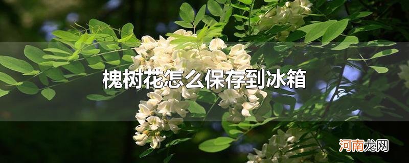 槐树花怎么保存到冰箱