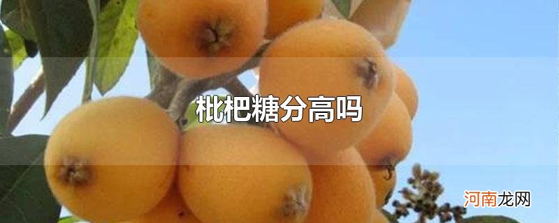 枇杷糖分高吗