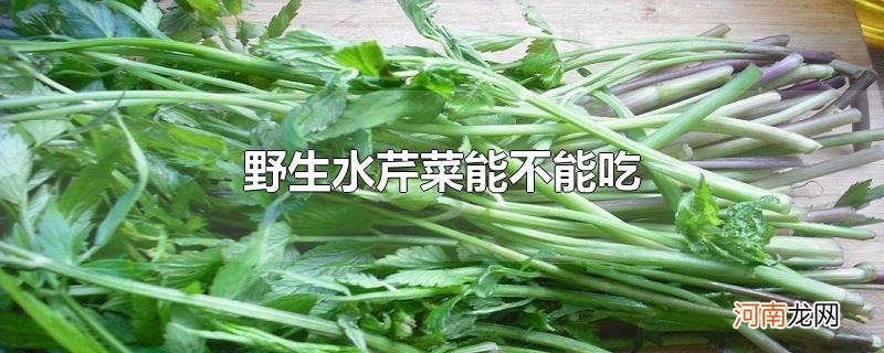 野生水芹菜能不能吃