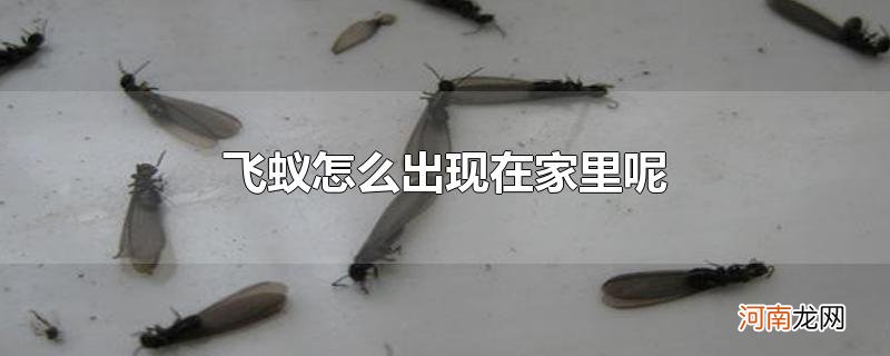 飞蚁怎么出现在家里呢