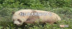 棕白色大熊猫叫什么