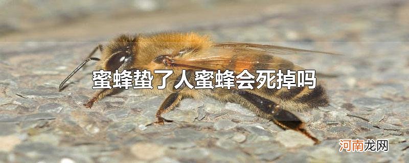 蜜蜂蛰了人蜜蜂会死掉吗