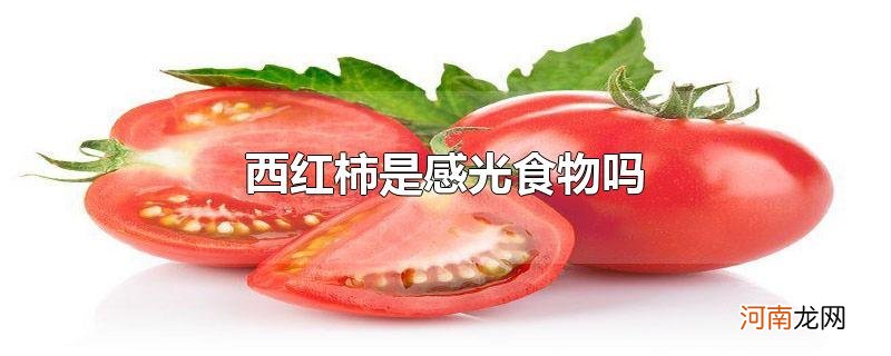 西红柿是感光食物吗