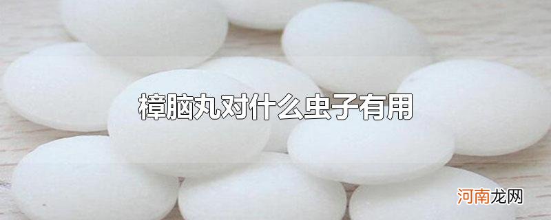 樟脑丸对什么虫子有用