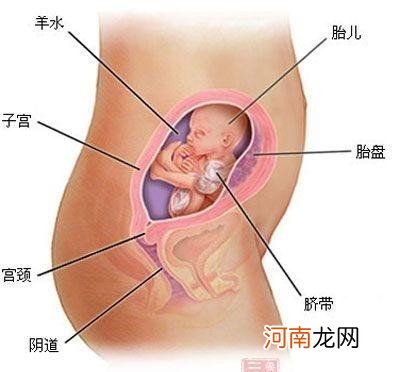 怀孕四个月胎儿有多大 四个月的胎儿到底有多大