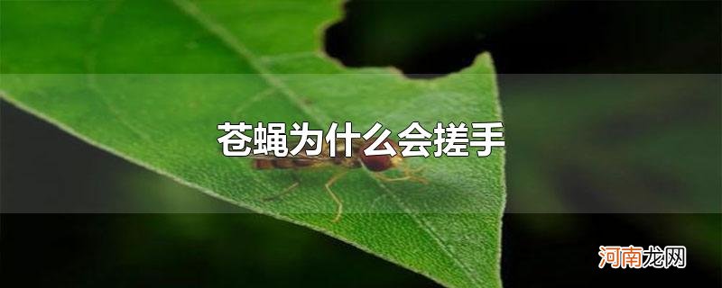 苍蝇为什么会搓手